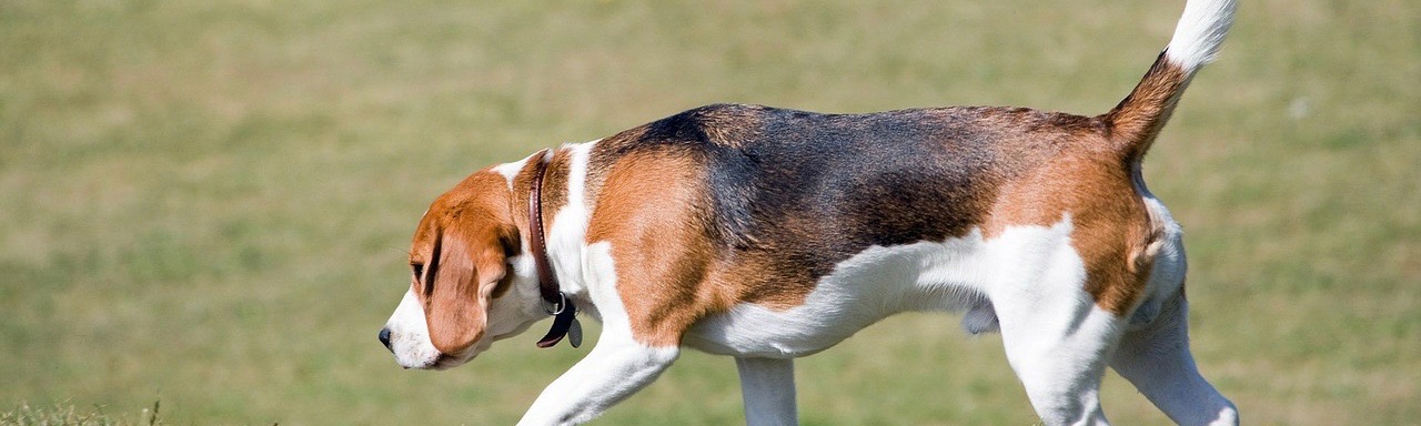 origines du beagle
